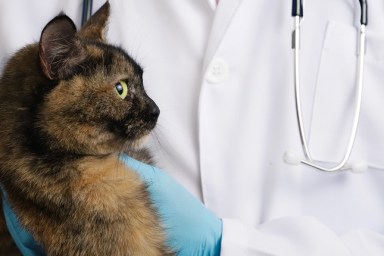 Veterinarian in blue latex gloves holding tricolor cat in clinic