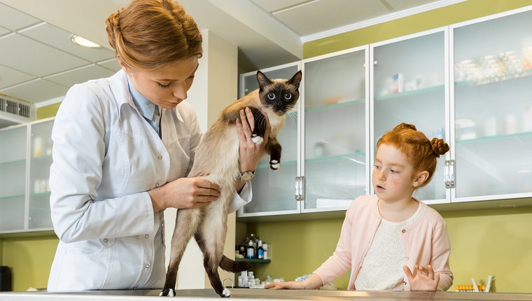 Girl at veterinary, Doctor checking her cat