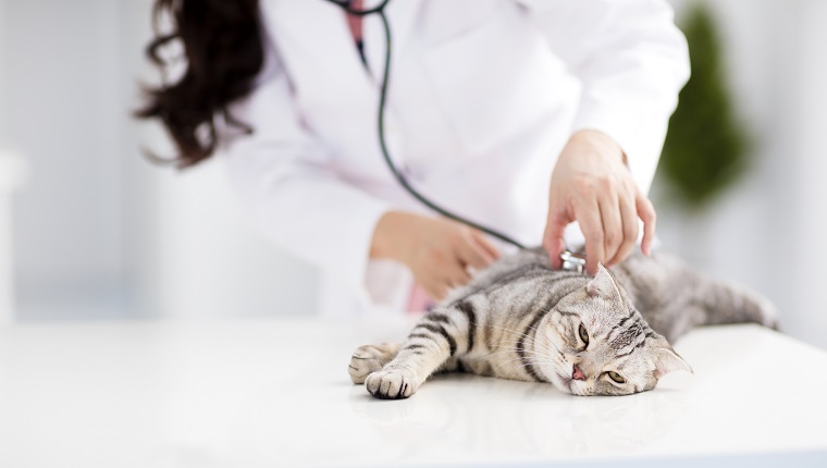 female veterinarian medical doctor with cat