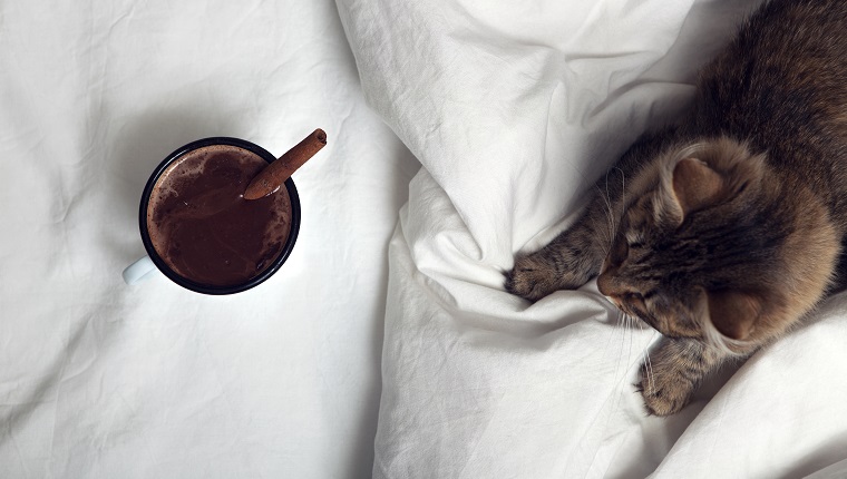 cup of coffee and a cat in bed