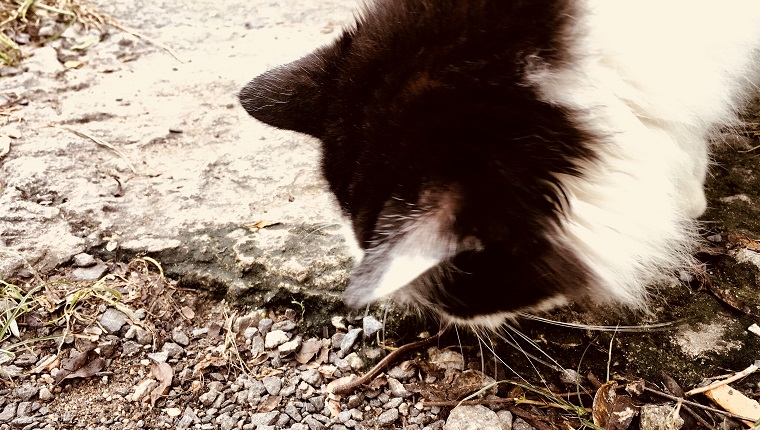 Cute Black and White Young Domestic Cat Looking and Playing with Earthworm.