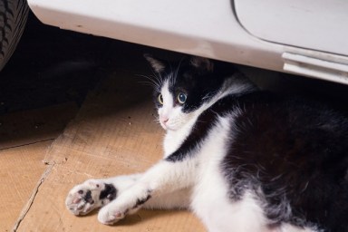 Resting cat, lying on cardboards behind a car, surprised there, open eyed looking. In a old garage.