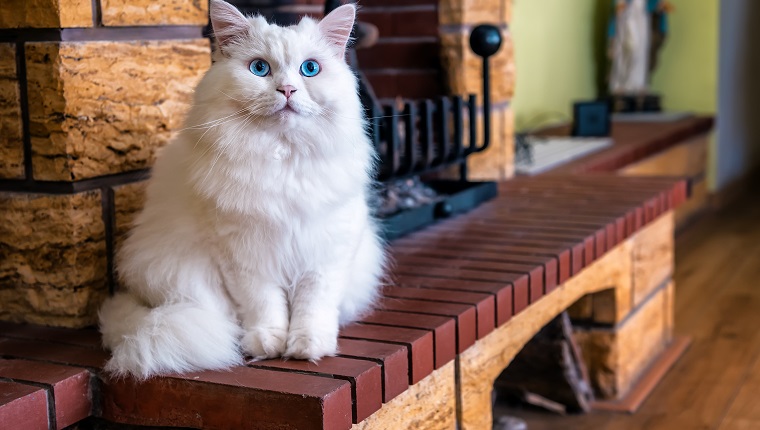 big white cat with blue eyes sits at the fireplace