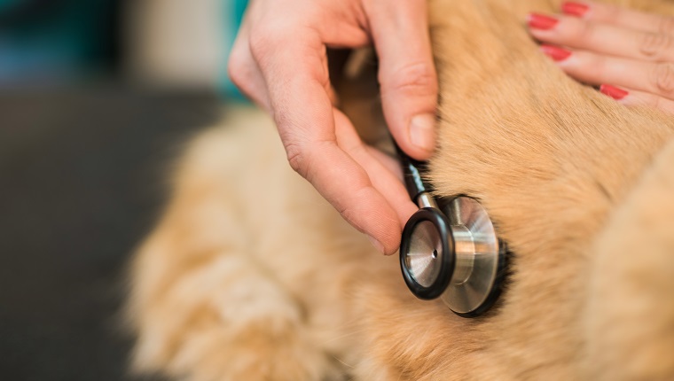 Veterinarian using stethoscope on a cat. Hand close-up.