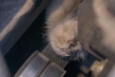 paw of a cat close-up, which is stuck under the hood of a car
