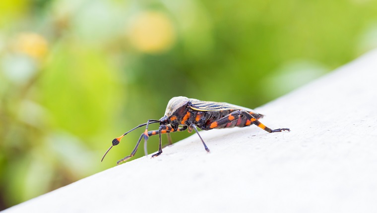Deadly kissing bug Mexico. Blood sucker, infection is known as Chagas disease. Bugs infected with the parasite Trypanosoma cruzi
