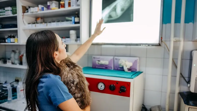Let's see. Female veterinarian in work uniform is looking at a cat's X-ray and holding a patient with one hand during the examination at the veterinary clinic. Pet care concept. Medicine concept. Animal hospital
