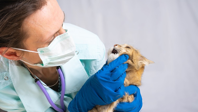 Veterinarian examining teeth of a cat while doing checkup at clinic. Animal Care Concept.