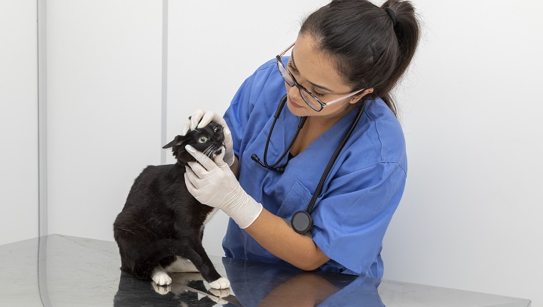 Veterinarian examining domestic cat at clinic.