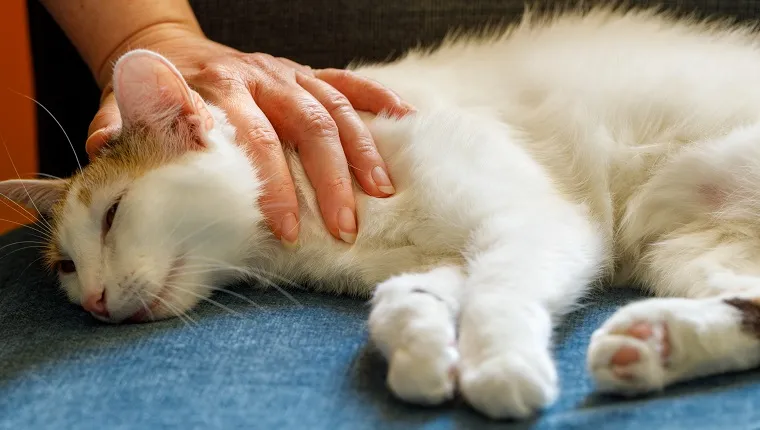 stroking a relaxed cat. The concept of the health and antidepressant effects of animals on humans