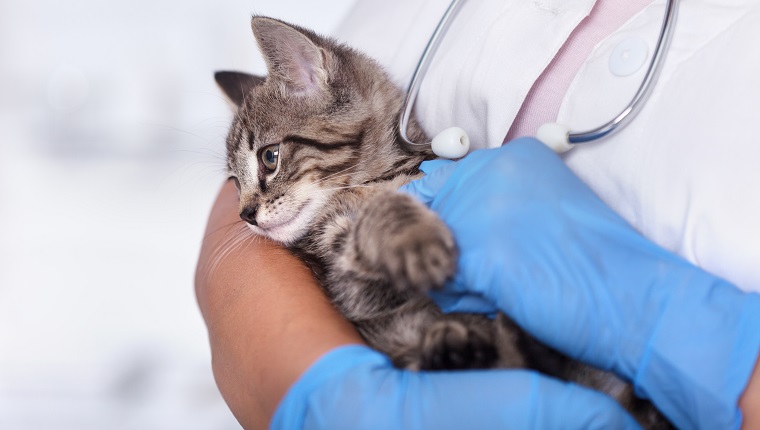 Small kitten in the arms of the veterinary care professional - getting ready for examination, closeup. Atrial septal defect is a congenital condition.