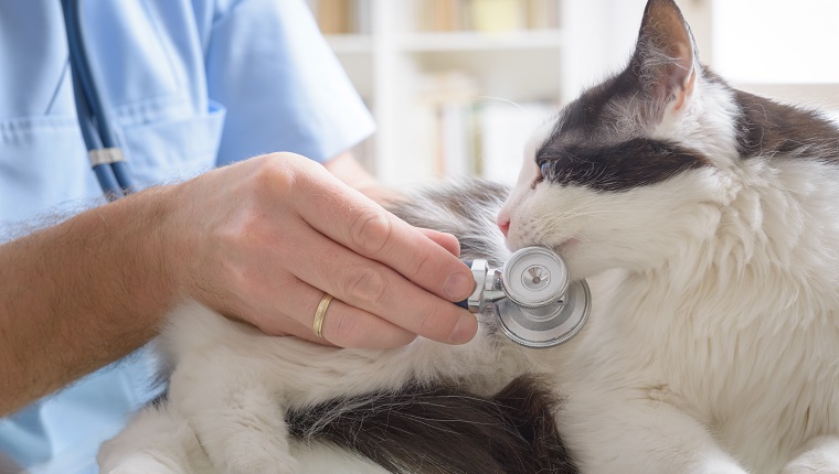 Vet examining a cat with stethoscope