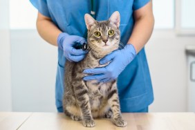 Female veterinarian doctor is examining a grey cat with stethoscope