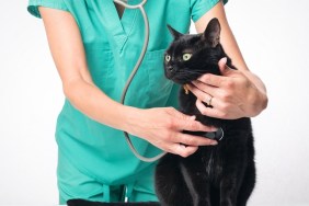 A black cat getting an examination by a veterinarian.