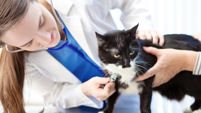 A woman veterinarian examines a domestic cat patient, a black and white tuxedo medium hair feline. The Caucasian veterinary medicine professional holds a stethoscope to listen to the animal’s chest. The vet works in an animal hospital or pet clinic medical exam appointment room as an assistant calms the kitty.