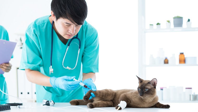 Veterinary concept. Veterinarian is doing syringe to check for blood. Analyze healthy of cat. Patients are vaccinated. Asian. Selective focus.