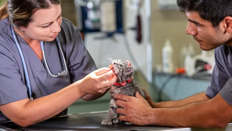 Veterinarian and veterinary technician examining a kitten at an animal hospital. A young Hispanic man is holding the cat still on an examination table while his coworker, a young woman, looks into the kitten's mouth and examines its teeth.