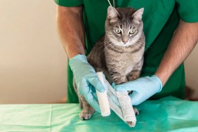 Sad grey cat with broken leg at vet surgery. Male doctor veterinarian with stethoscope is bandaging paw of grey cat at vet clinic.