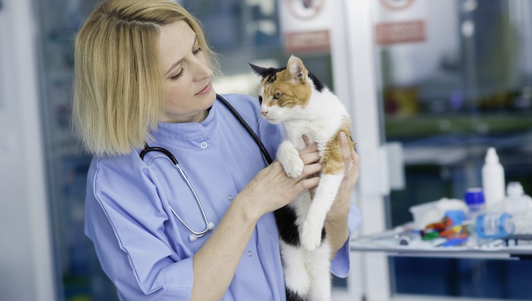 Female vet holding beautiful cat.