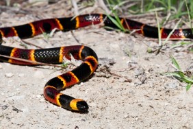 An Eastern Coral Snake found in the Florida Panhandle.