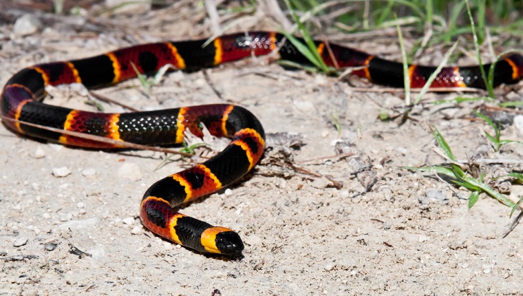 An Eastern Coral Snake found in the Florida Panhandle.