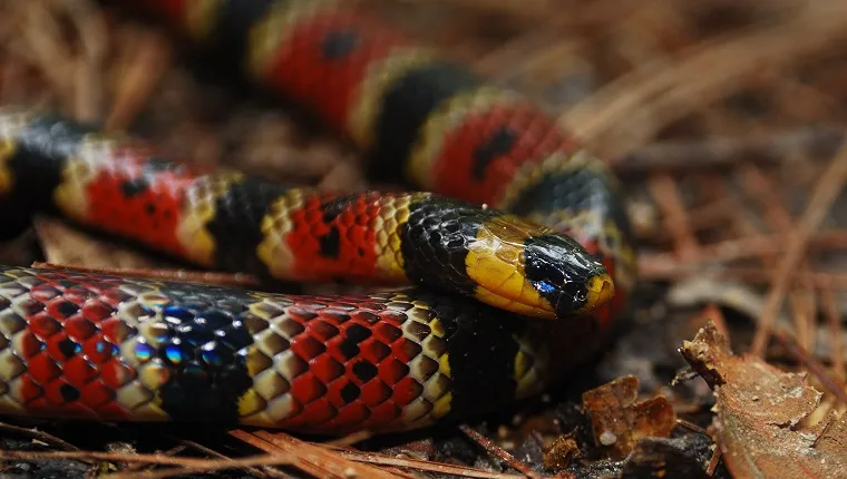 Variable coral snake from Cusuco National Park, Honduras.