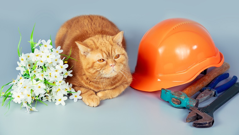 The cat lying on gray background with work tools and flowers. Father day concept