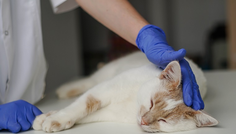 Close up of woman veterinarian in blue protective gloves stroking a sleepy cat. Cat visiting vet for regular check up.