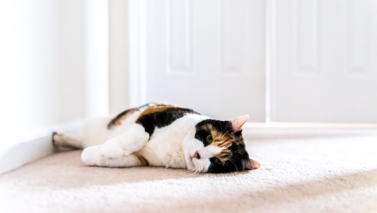 Sad calico senior cat lying down waiting by bedroom door for owners to open it as feline left behind abandoned