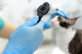 Veterinarian doctor checks eyesight of a cat of the breed Cornish Rex in a veterinary clinic. Health of pet. Care animal. Pet checkup, tests and vaccination in vet office.
