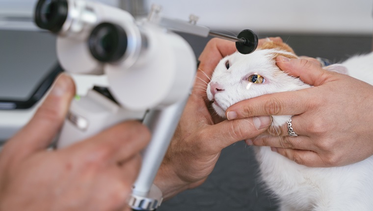 Feline Eosinophilic Keratitis Fek In Cats Symptoms Causes