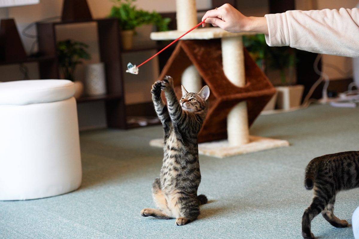 10 Safety Tips For Cat Playtime - CatTime
