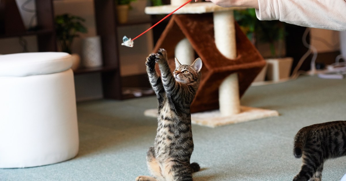 10 Protection Guidelines For Cat Playtime