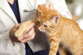 A close up of a veterinarian's hand while examining a kitten's leg in her exam room