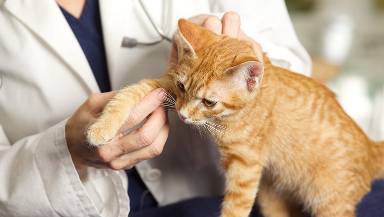 A close up of a veterinarian's hand while examining a kitten's leg in her exam room