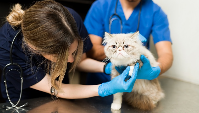 Fluffy persian cat sitting at the exam table. Woman and man veterinarian examining an injury in the leg and paw of a white pet cat