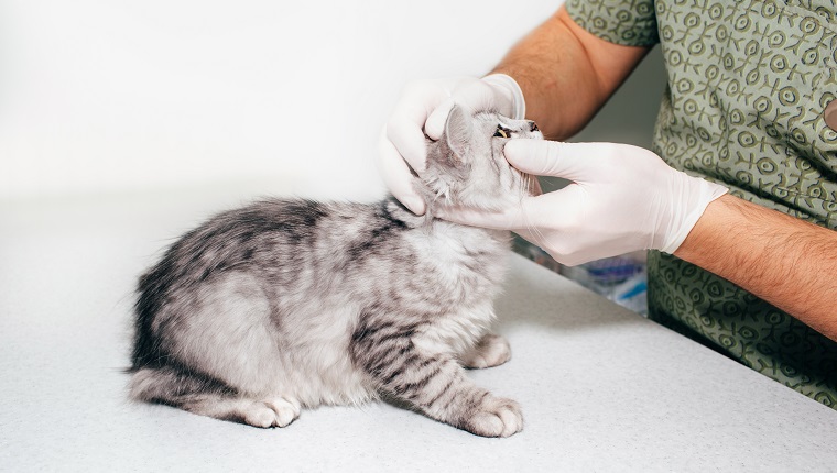 doctor examines the cat's eyes in a veterinary clinic