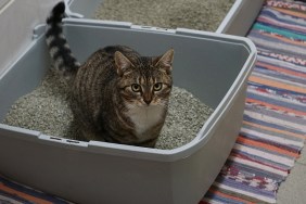 small beautiful cat is sitting in the litter box
