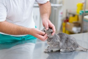 Kitty having eyes checkup in veterinary clinic, male veterinarian holding kitten in his arms while examine its health.