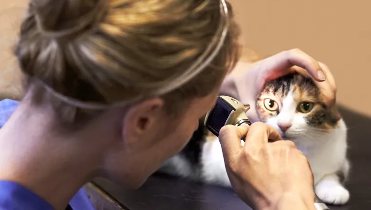 Closeup shot of a cat getting examined by a vet