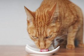 Ginger cat eating out of a bowl. Close-up with copy space.