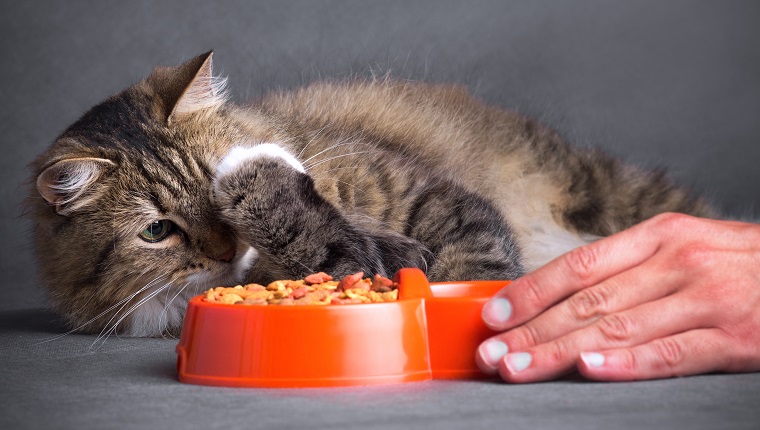 man'a hand moves a bowl of food to the cat and funny pet has covered the muzzle with a paw