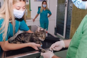 Veterinarians taking blood sample from a cat in a veterinary clinic. Doctor holding needle and two female technicians assist
