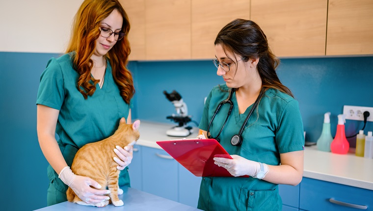 Veterinarian team doctors examining cat in the clinic.