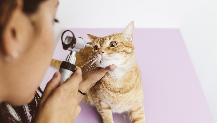 Veterinarian doctor is making a check up of a cute beautiful cat. Veterinary Concept.