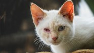 Pink Eye Conjunctivitis In Cats Symptoms Causes Treatments CatTime