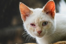 White cat with conjunctivitis