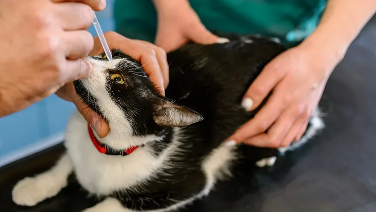 Veterinary doctor checks eyesight of a cat in a veterinary clinic. Her apply drops to the eyes of pet.