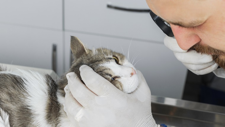 Veterinary Doctor Does Medical examination