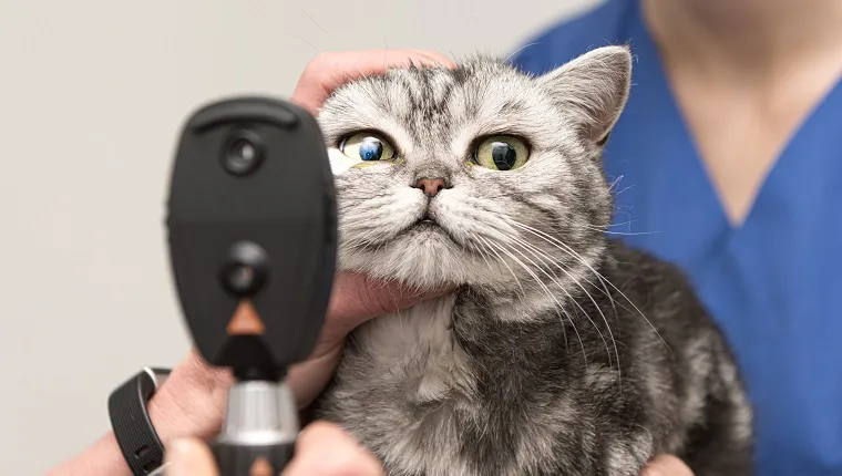 The cat is examined by the veterinarian. Vet lights up with the slit lamp in the eye of the  cute pet.
